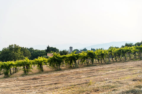 Il Nostro Vino