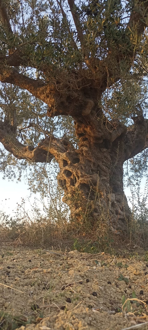 Il nostro Olio Extra Vergine di Oliva